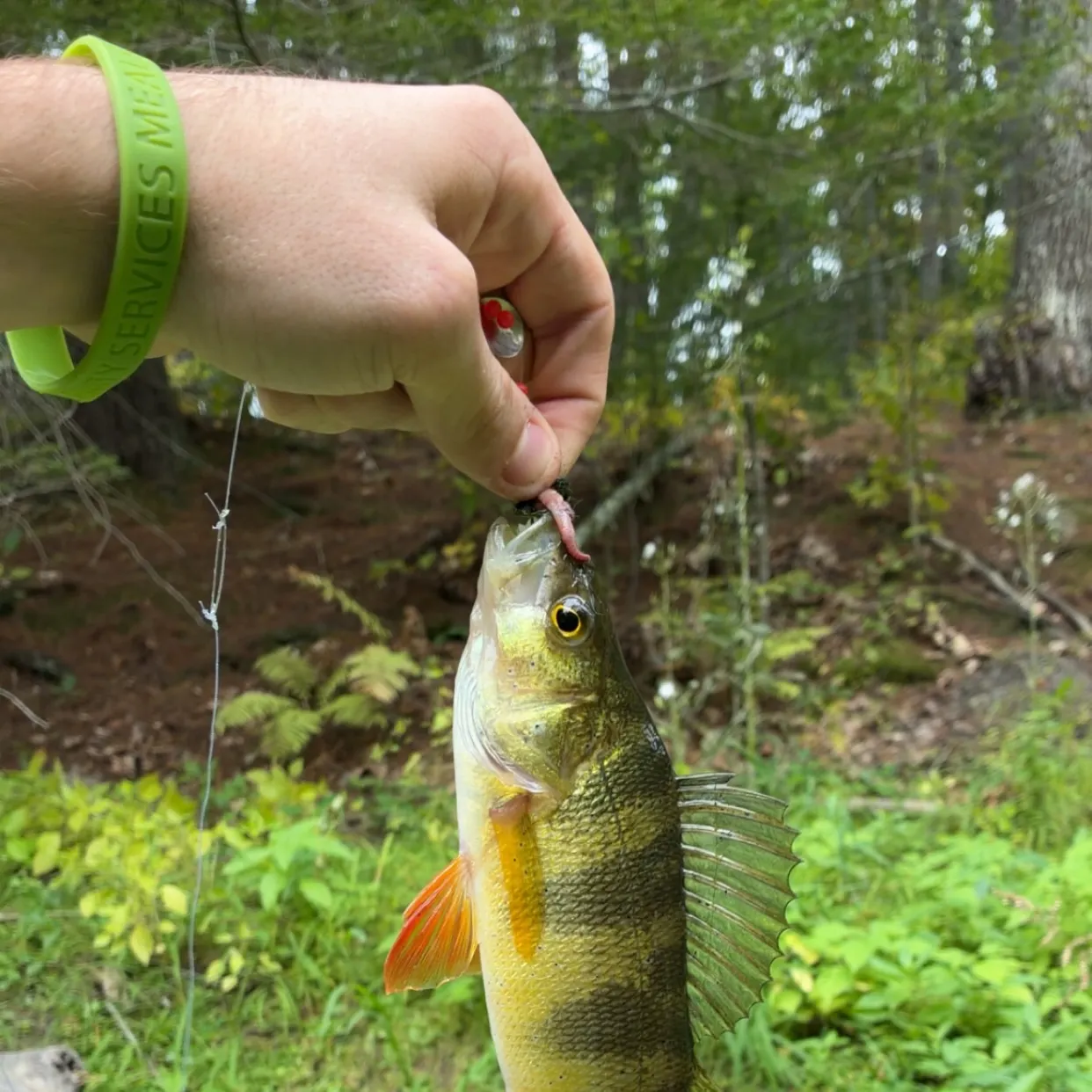 Yellow perch caught on Fishbrain