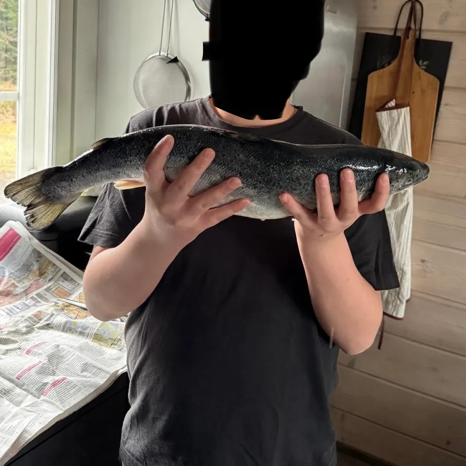 The most recent Atlantic salmon catches on Fishbrain