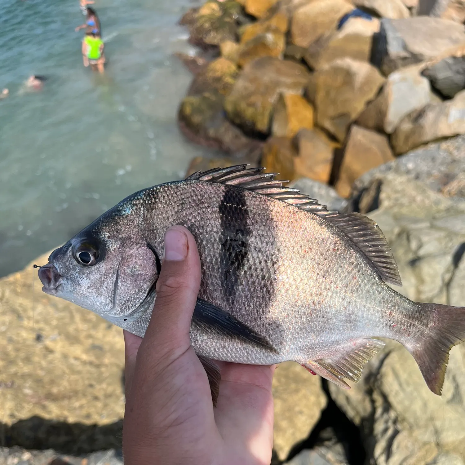 The most recent Sargo catches on Fishbrain