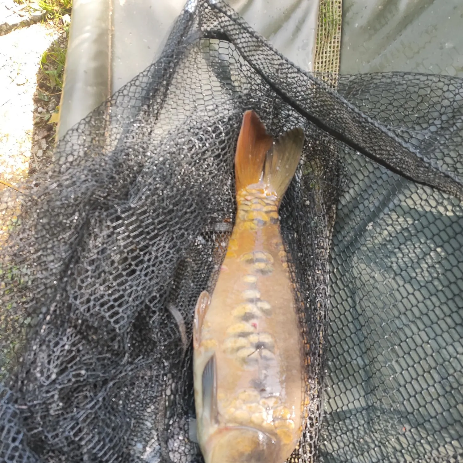 The most recent Mirror carp catches on Fishbrain