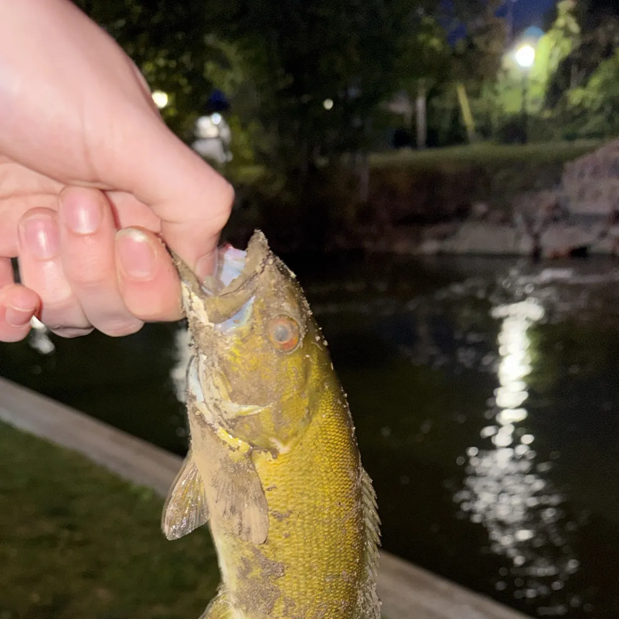 Smallmouth bass caught on Fishbrain