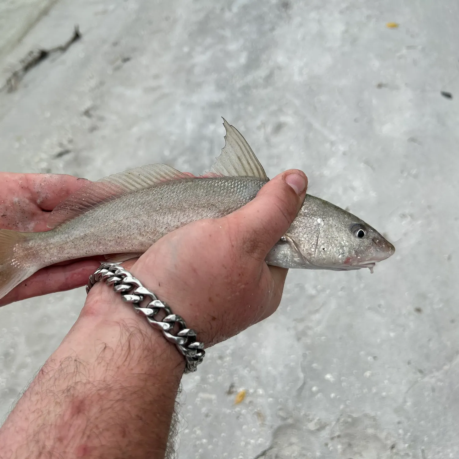 The most recent Gulf kingcroaker catches on Fishbrain