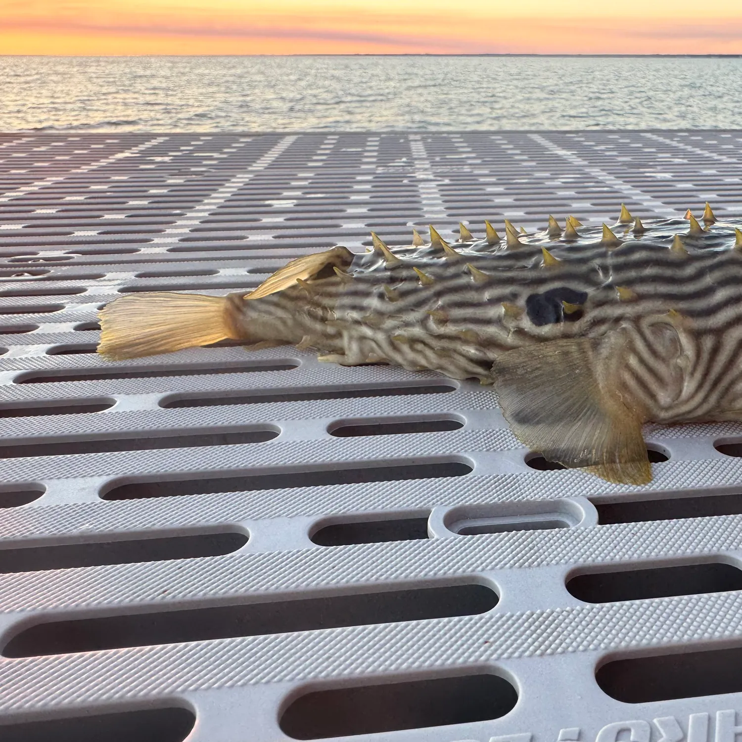 The most recent Milkspotted puffer catches on Fishbrain