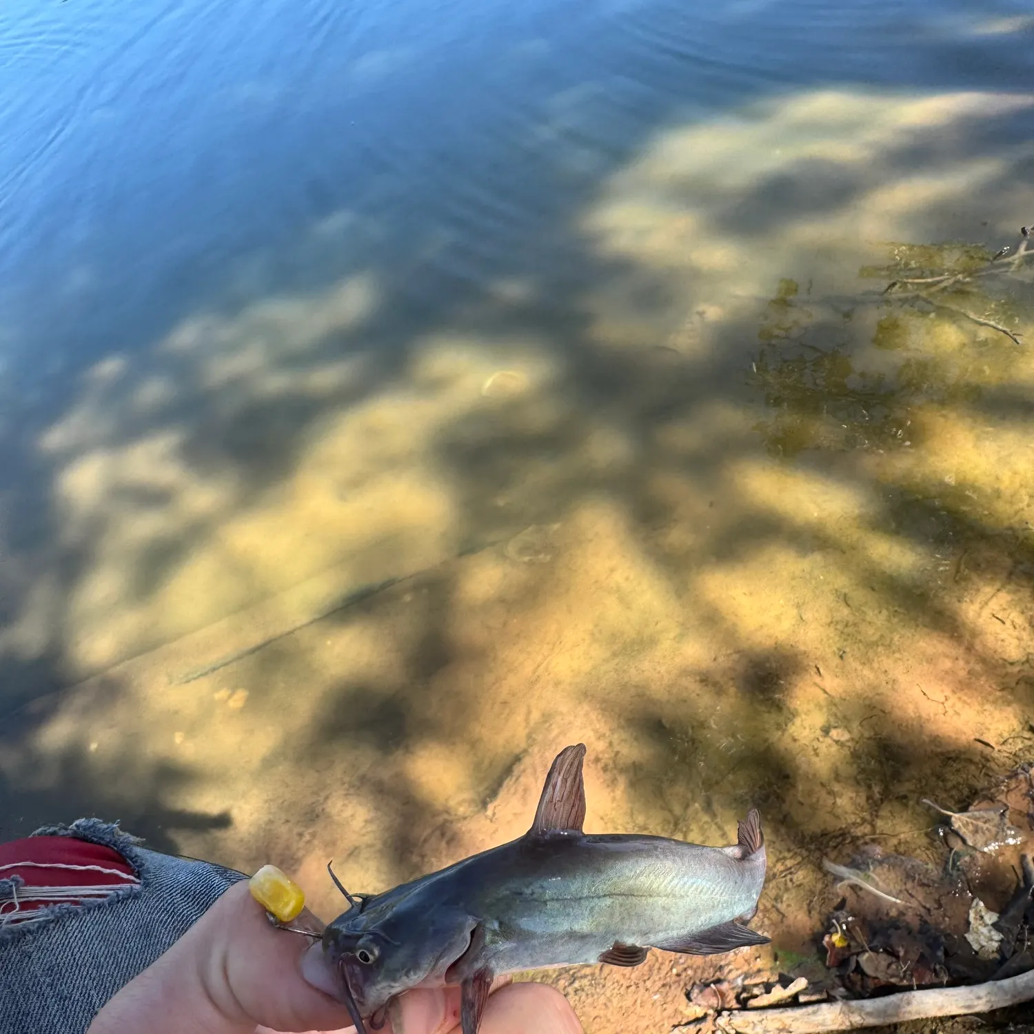 Black bullhead caught on Fishbrain