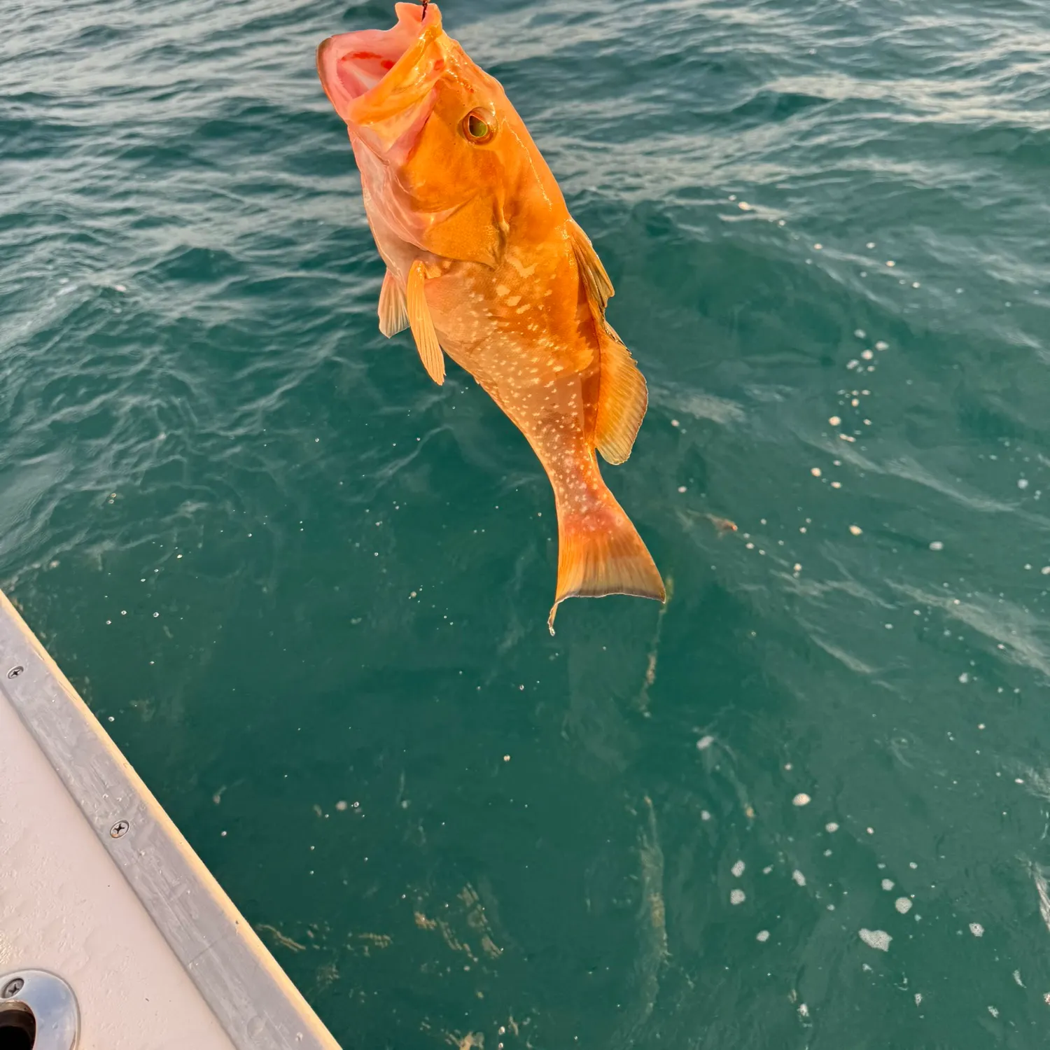 Red grouper caught on Fishbrain