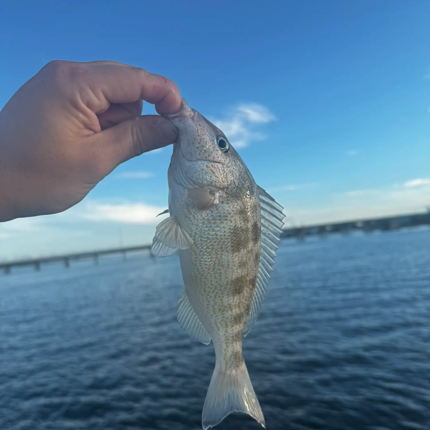 The most recent Pigfish catches on Fishbrain