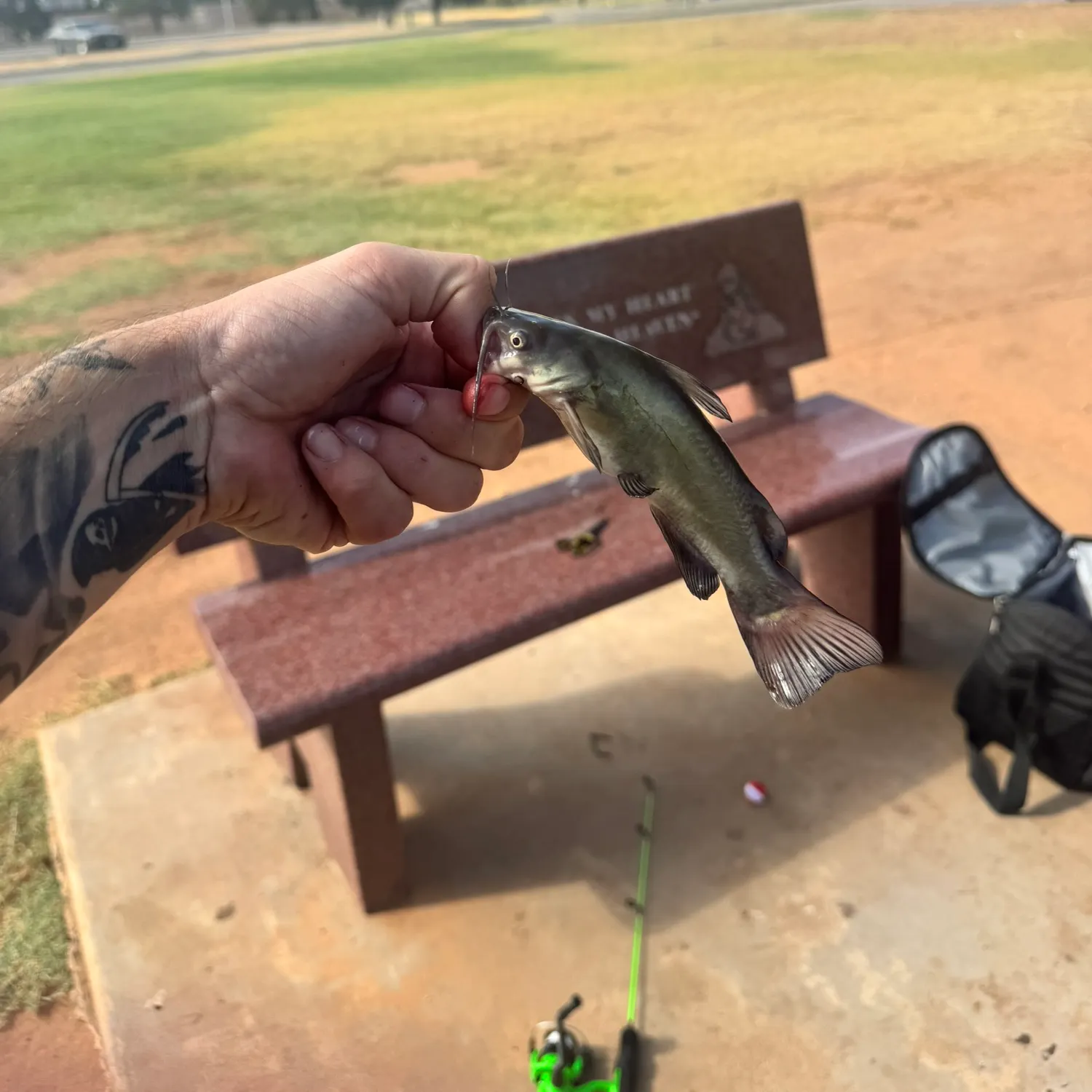 Black bullhead caught on Fishbrain