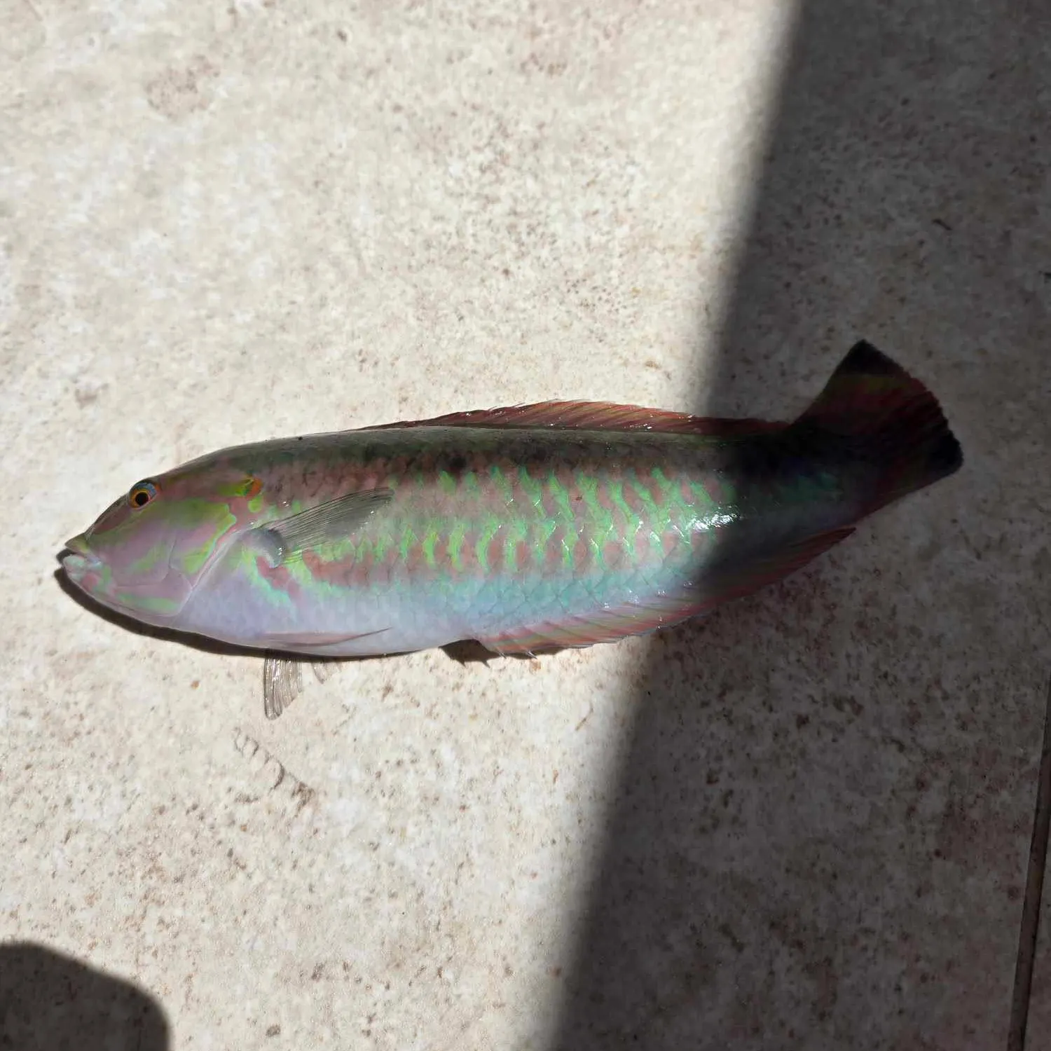 The most popular recent Klunzinger's wrasse catch on Fishbrain