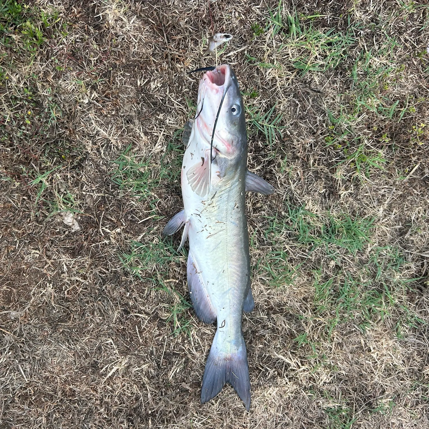 Channel catfish caught on Fishbrain