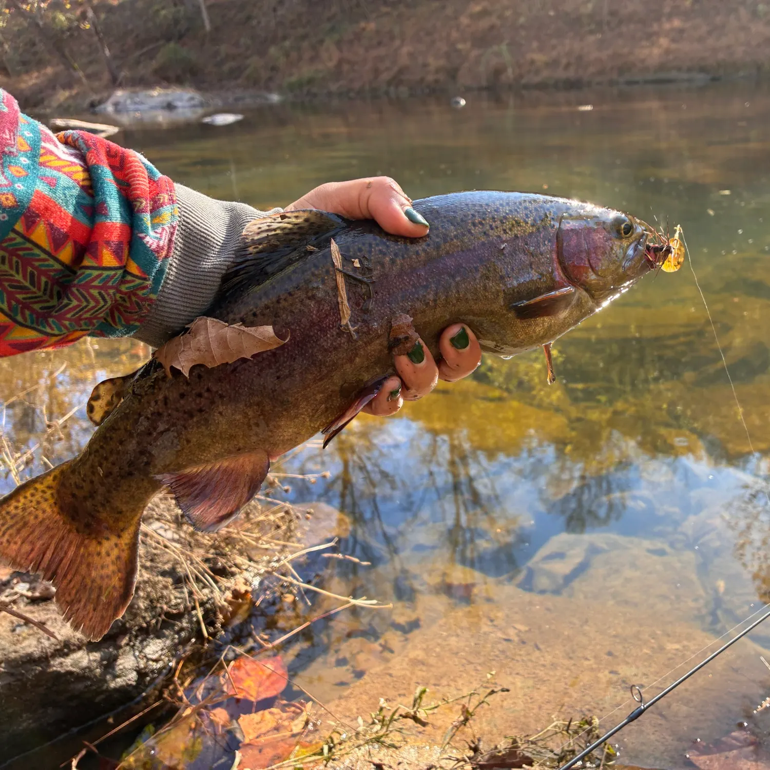 Rainbow trout caught on Fishbrain