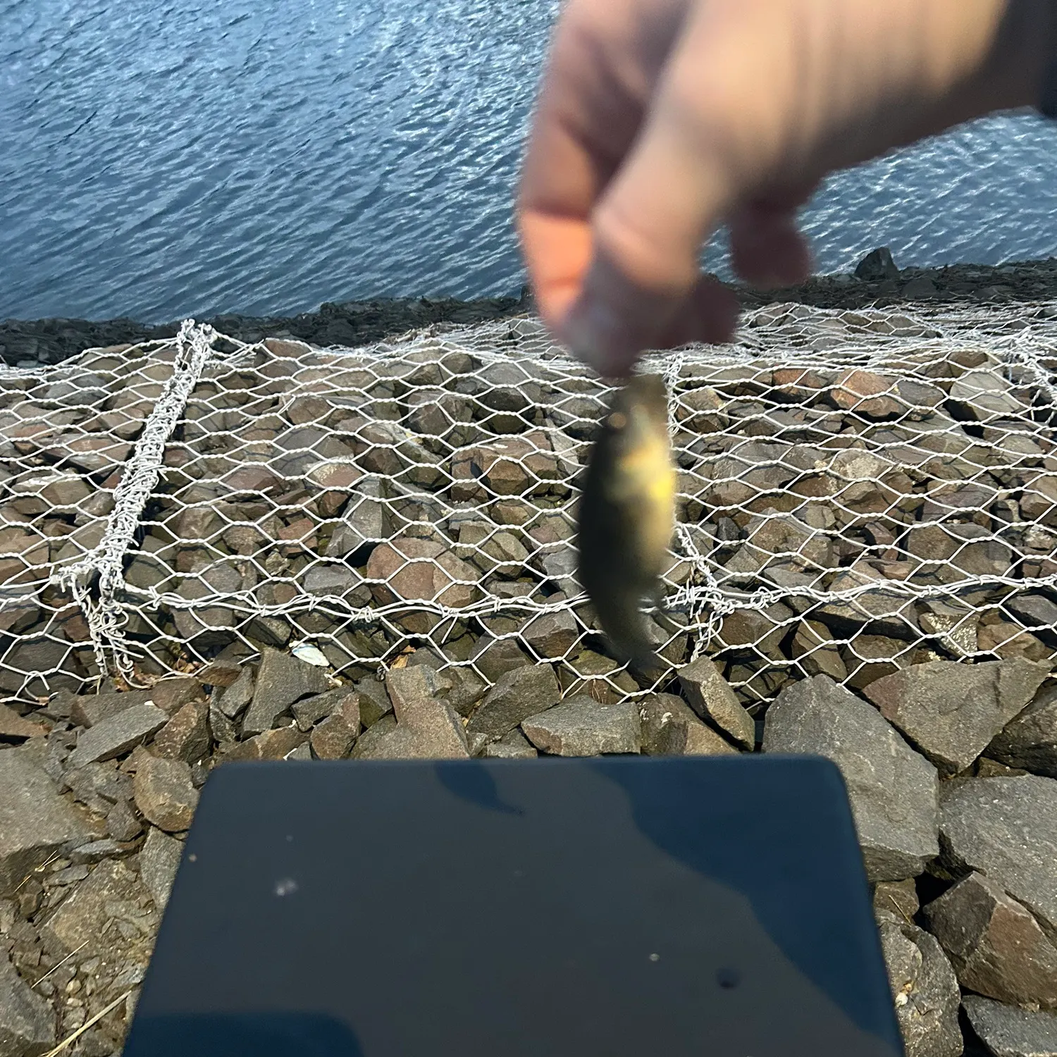 The most recent Mummichog catches on Fishbrain