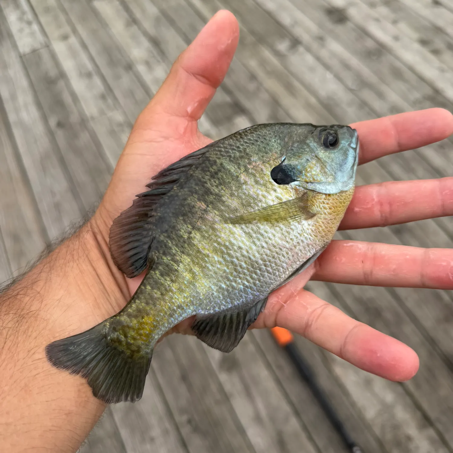 Bluegill caught on Fishbrain
