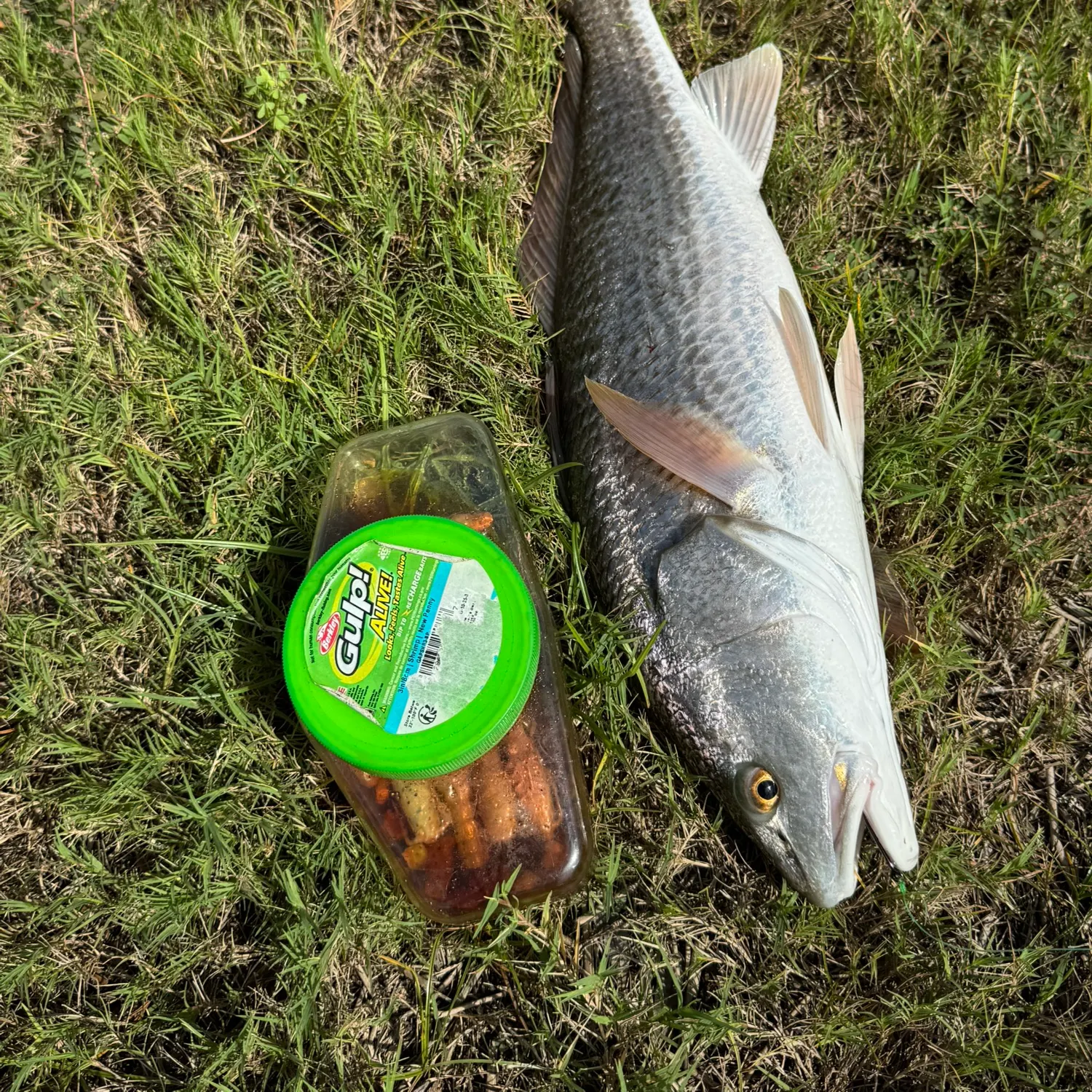 Red drum caught on Fishbrain
