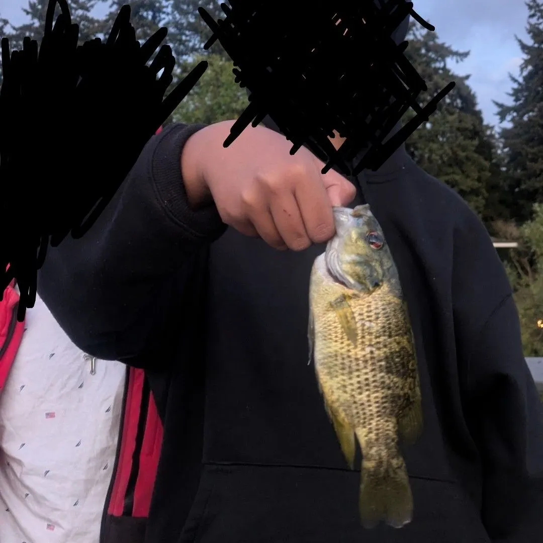 Rock bass caught on Fishbrain