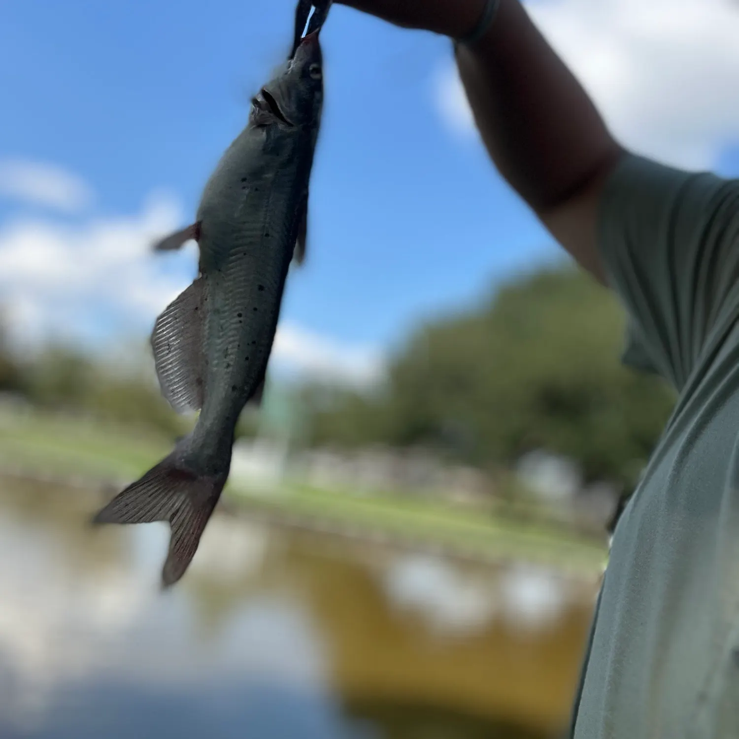 Channel catfish caught on Fishbrain