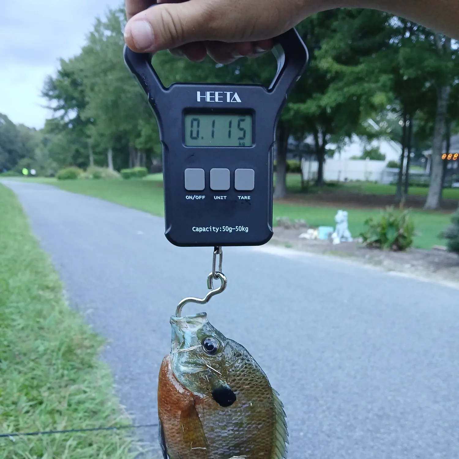 recently logged catches