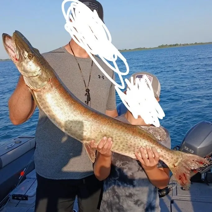 The most recent Muskellunge catches on Fishbrain