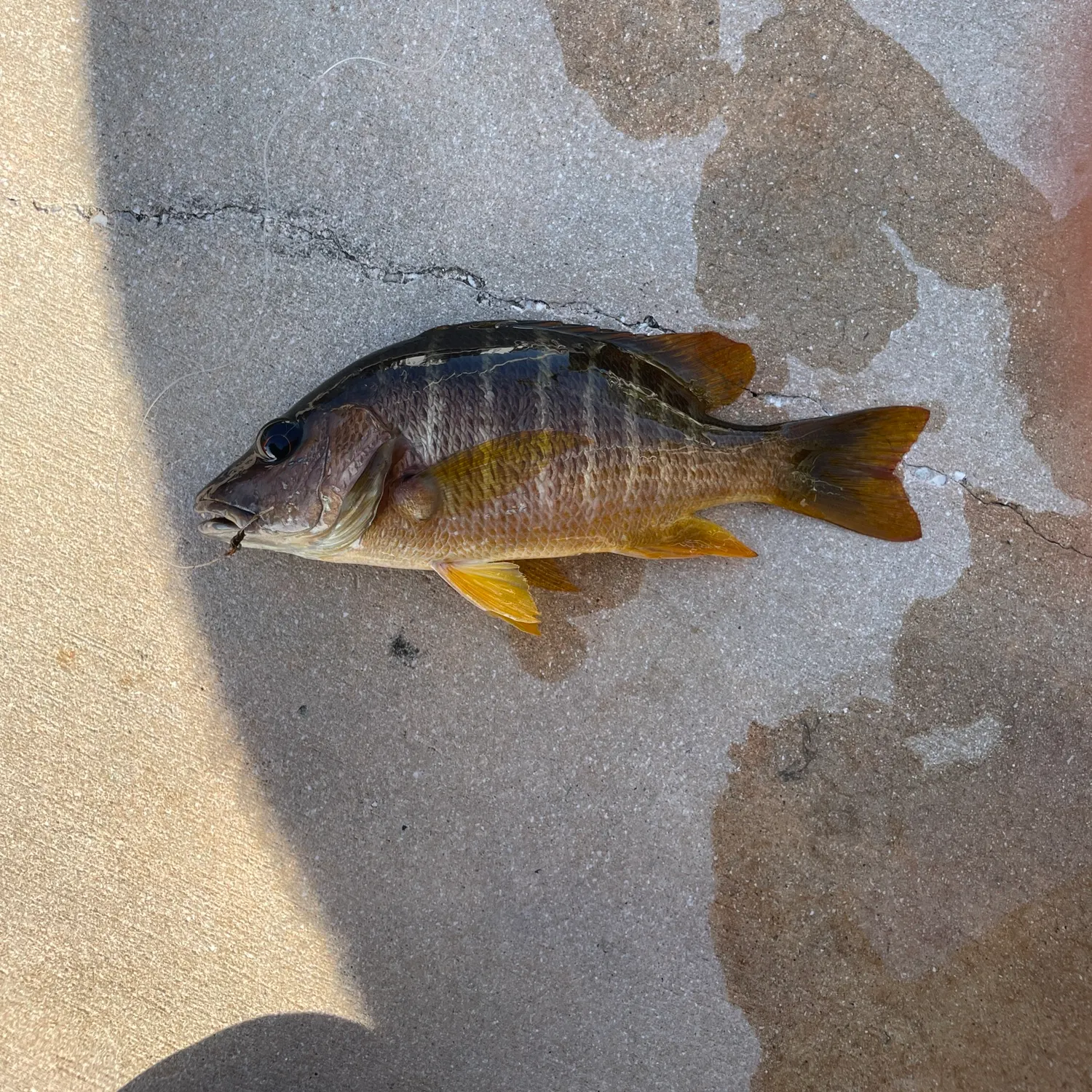 The most recent Schoolmaster snapper catches on Fishbrain