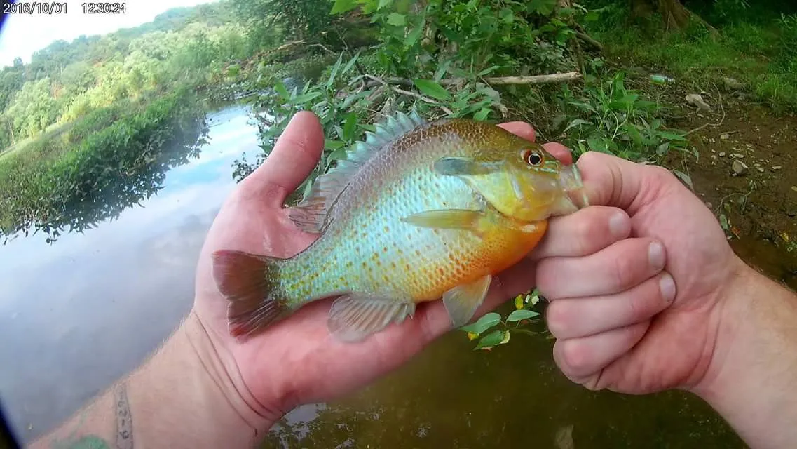 Redbreast sunfish