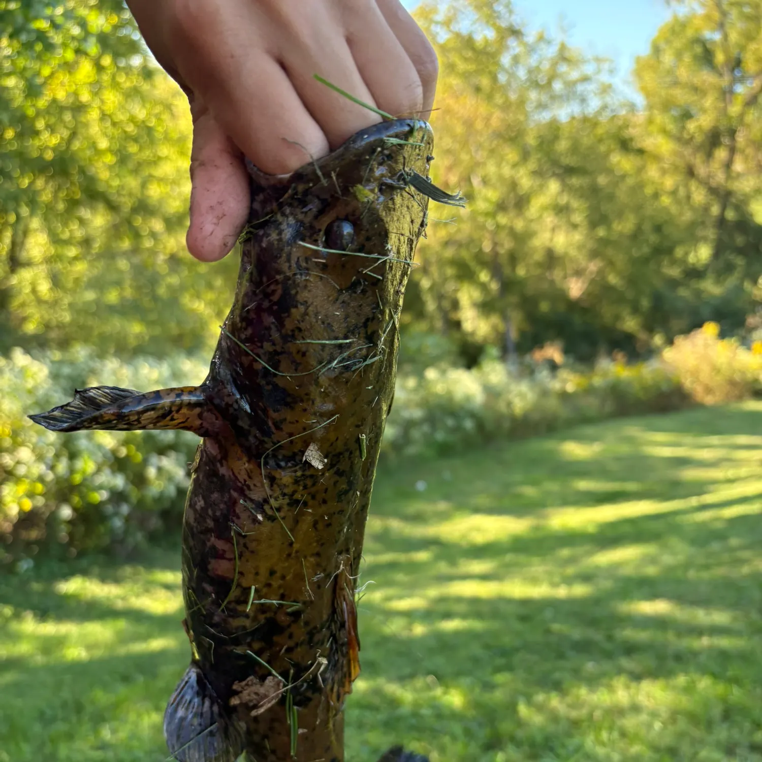Fish caught on Fishbrain