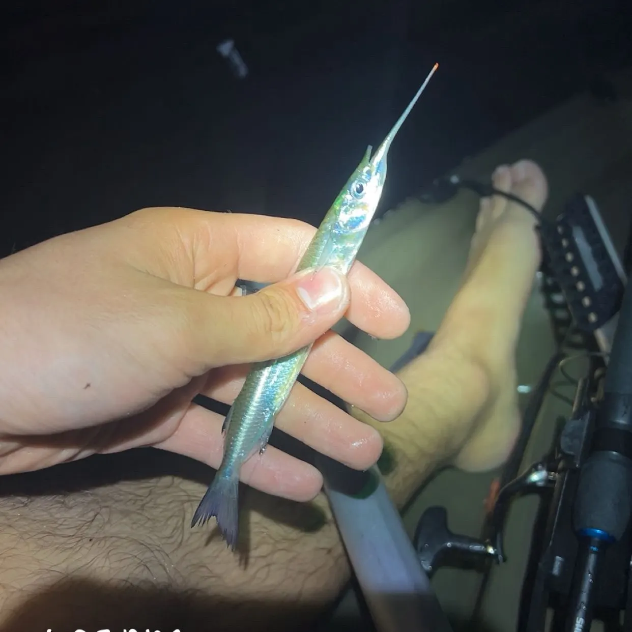 The most recent Ballyhoo halfbeak catches on Fishbrain