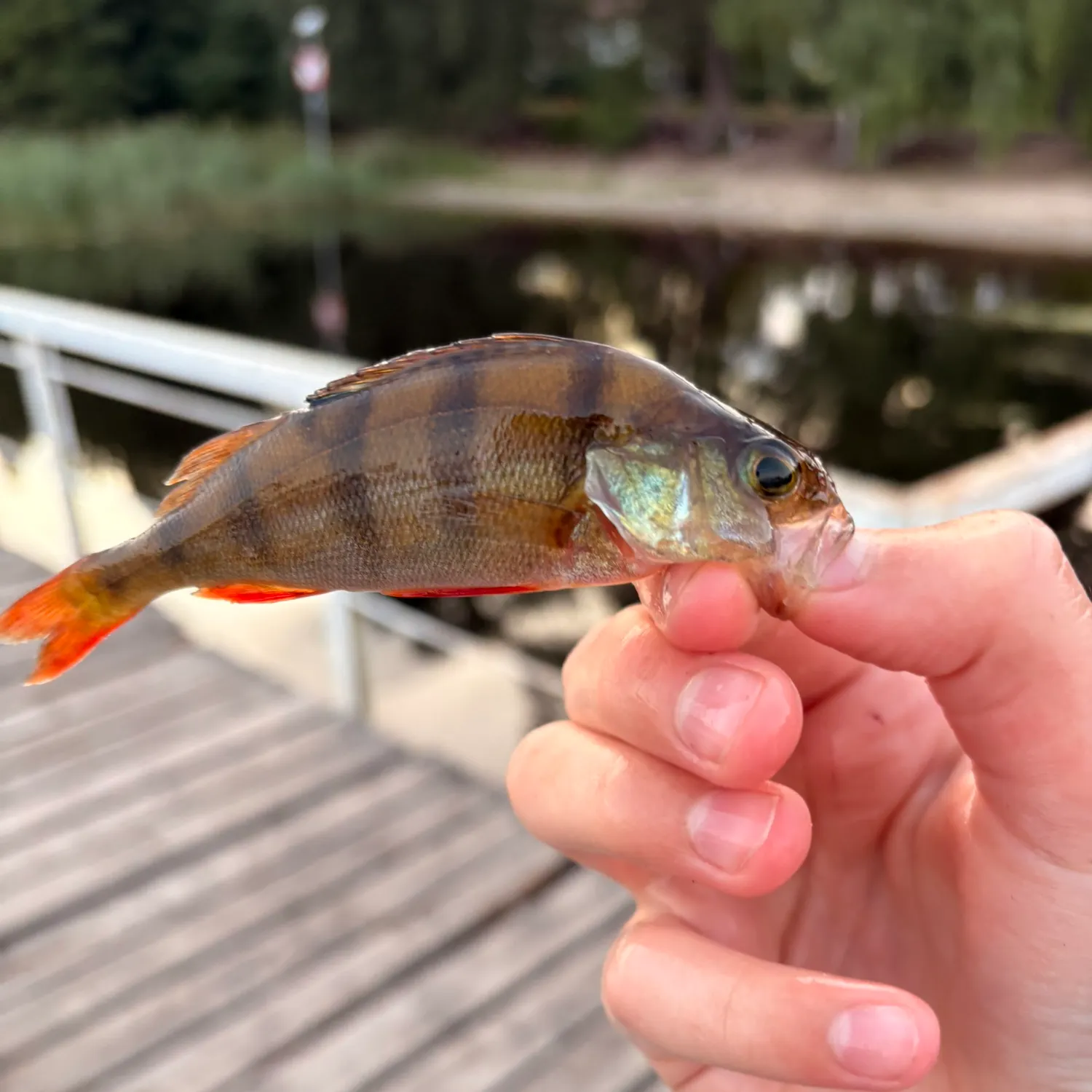 European perch caught on Fishbrain