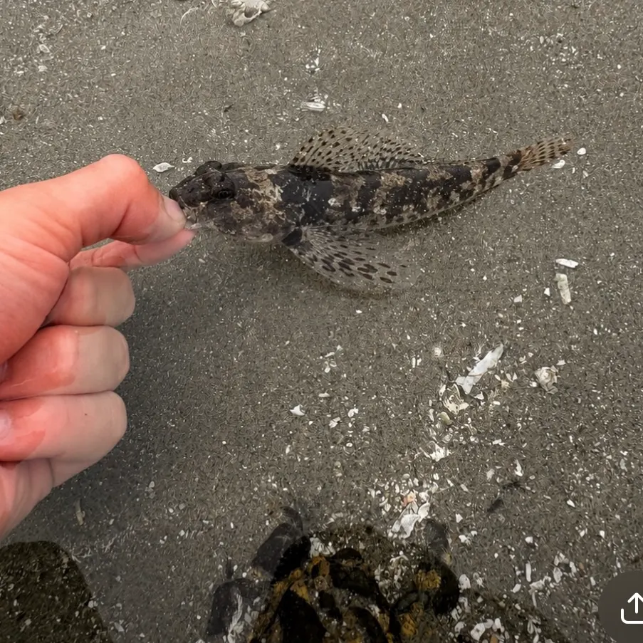 Tidepool sculpin caught on Fishbrain
