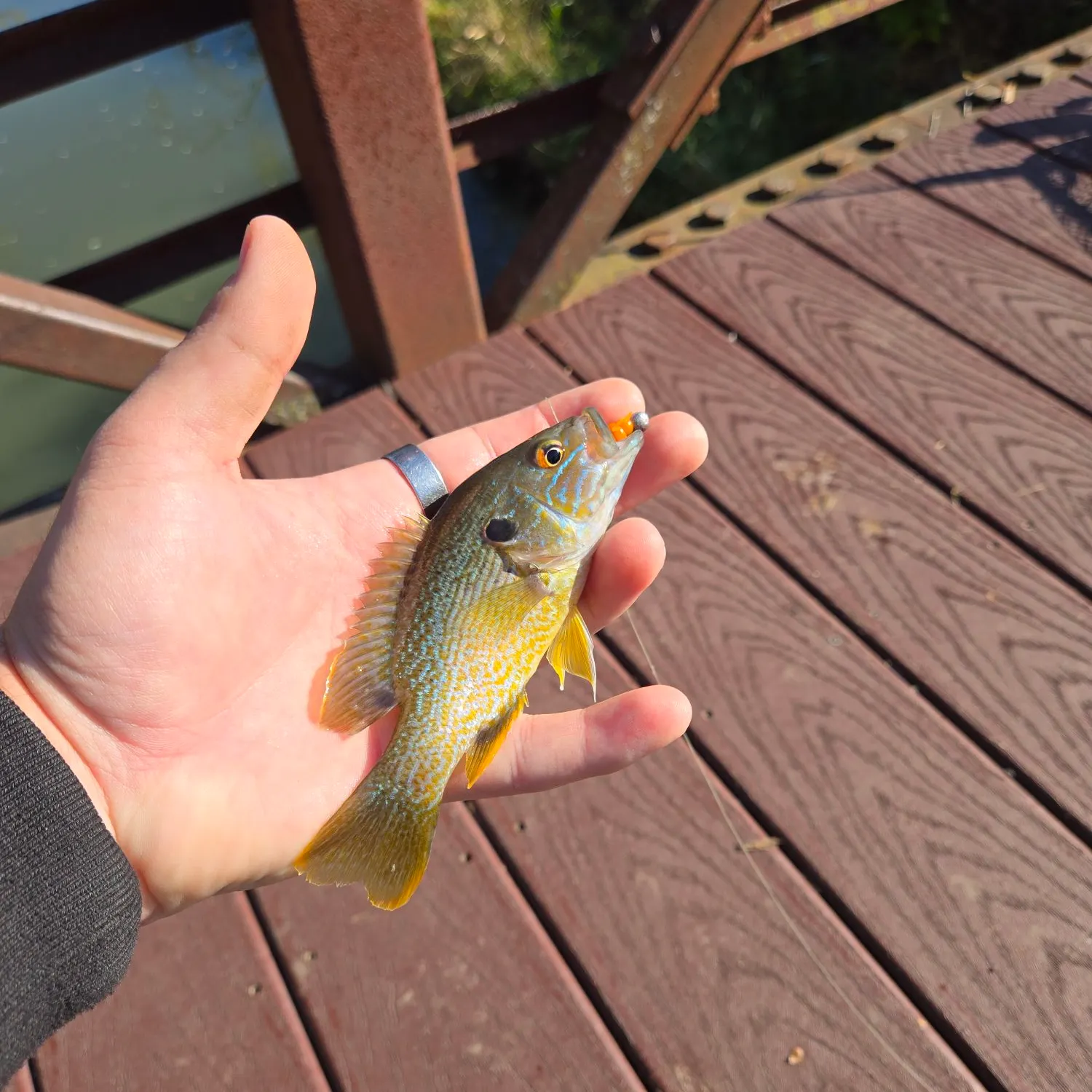 Green sunfish caught on Fishbrain