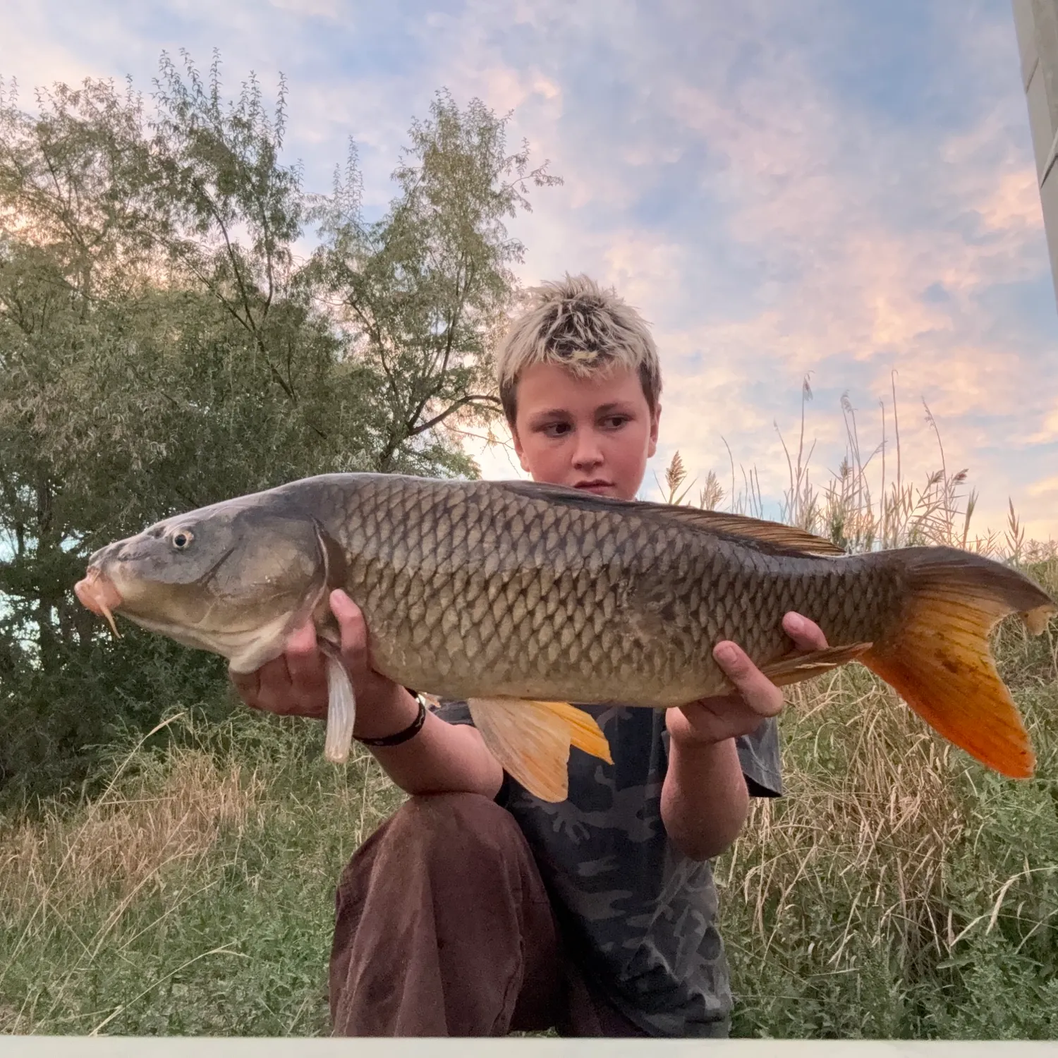Common carp caught on Fishbrain