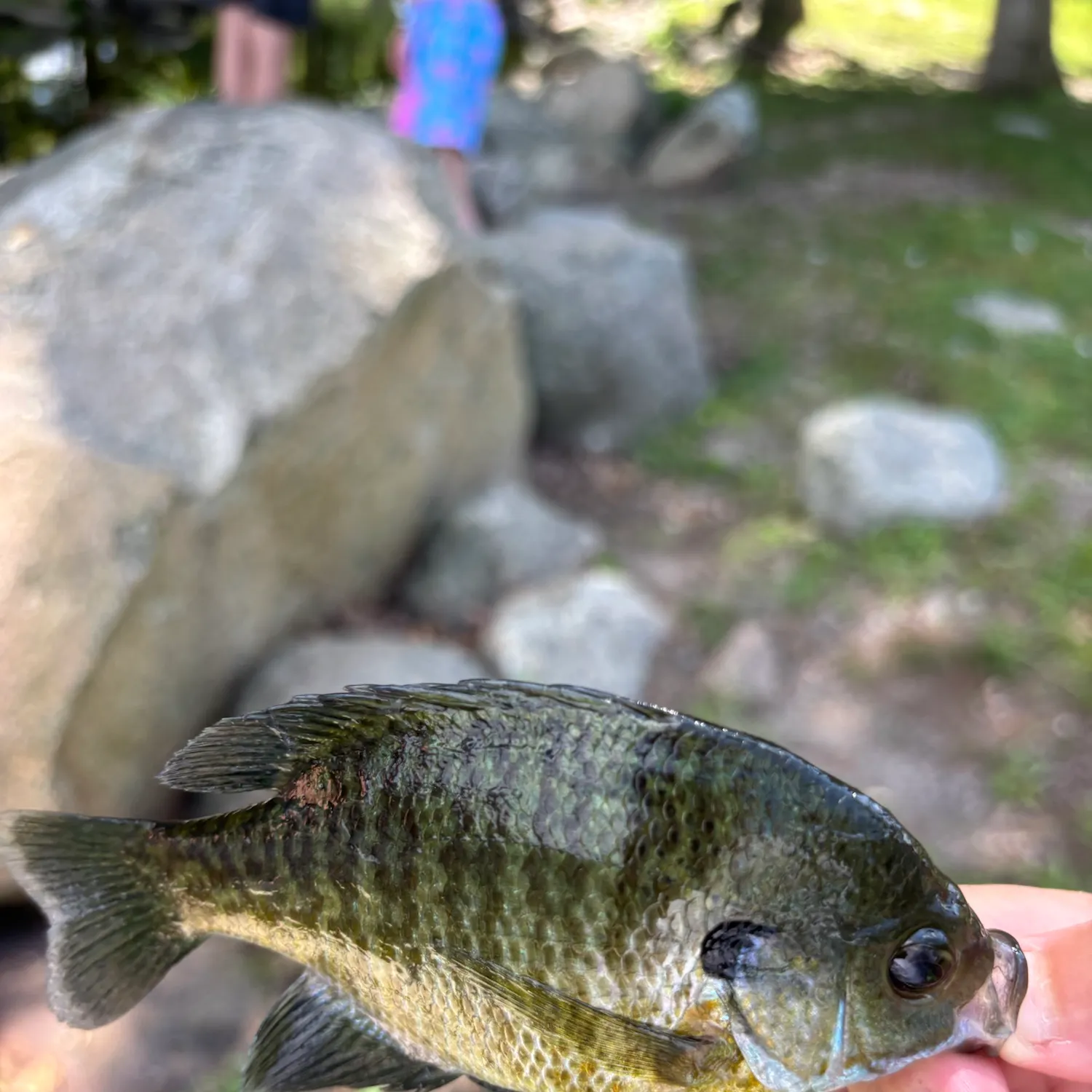 Bluegill caught on Fishbrain