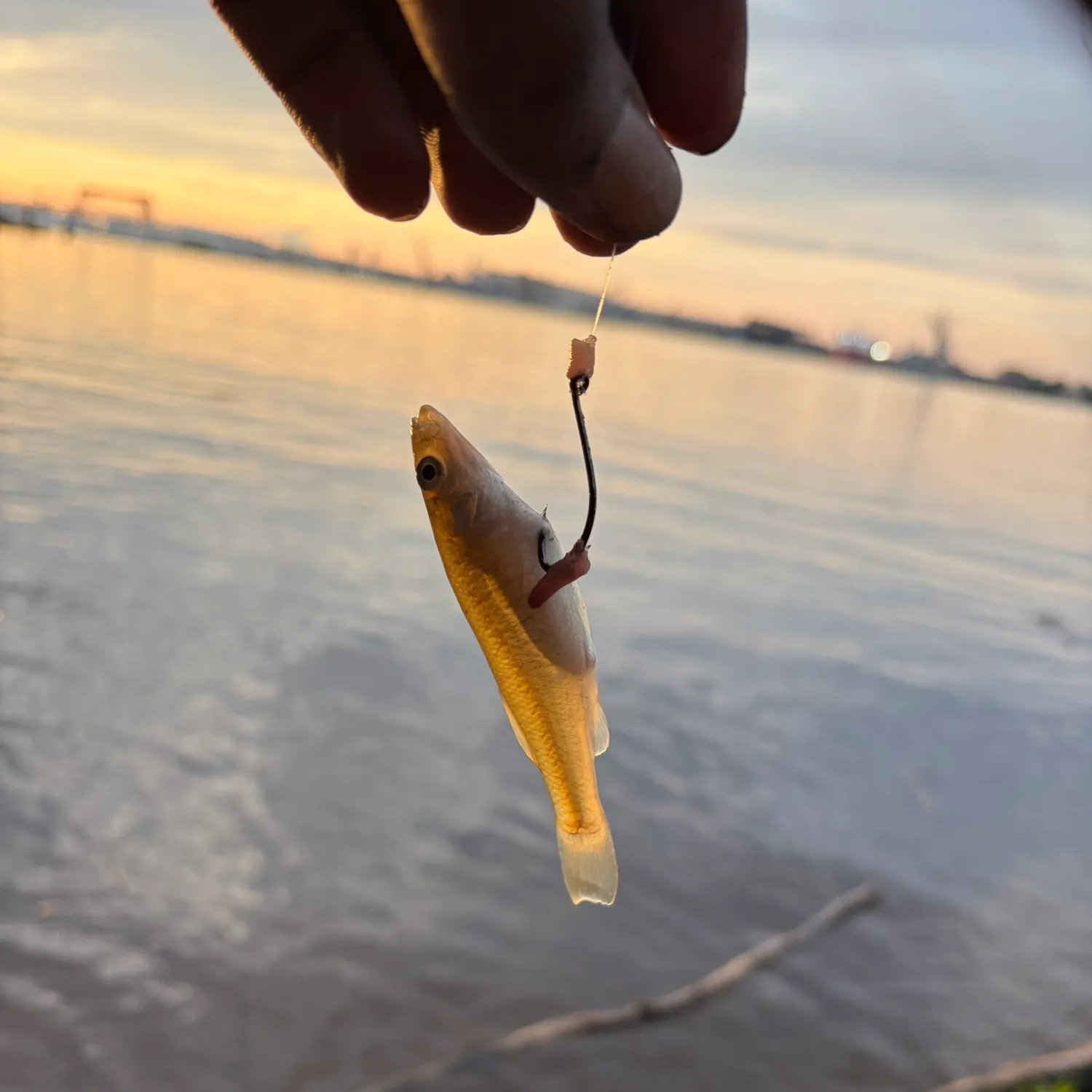 The most recent Eastern silvery minnow catches on Fishbrain
