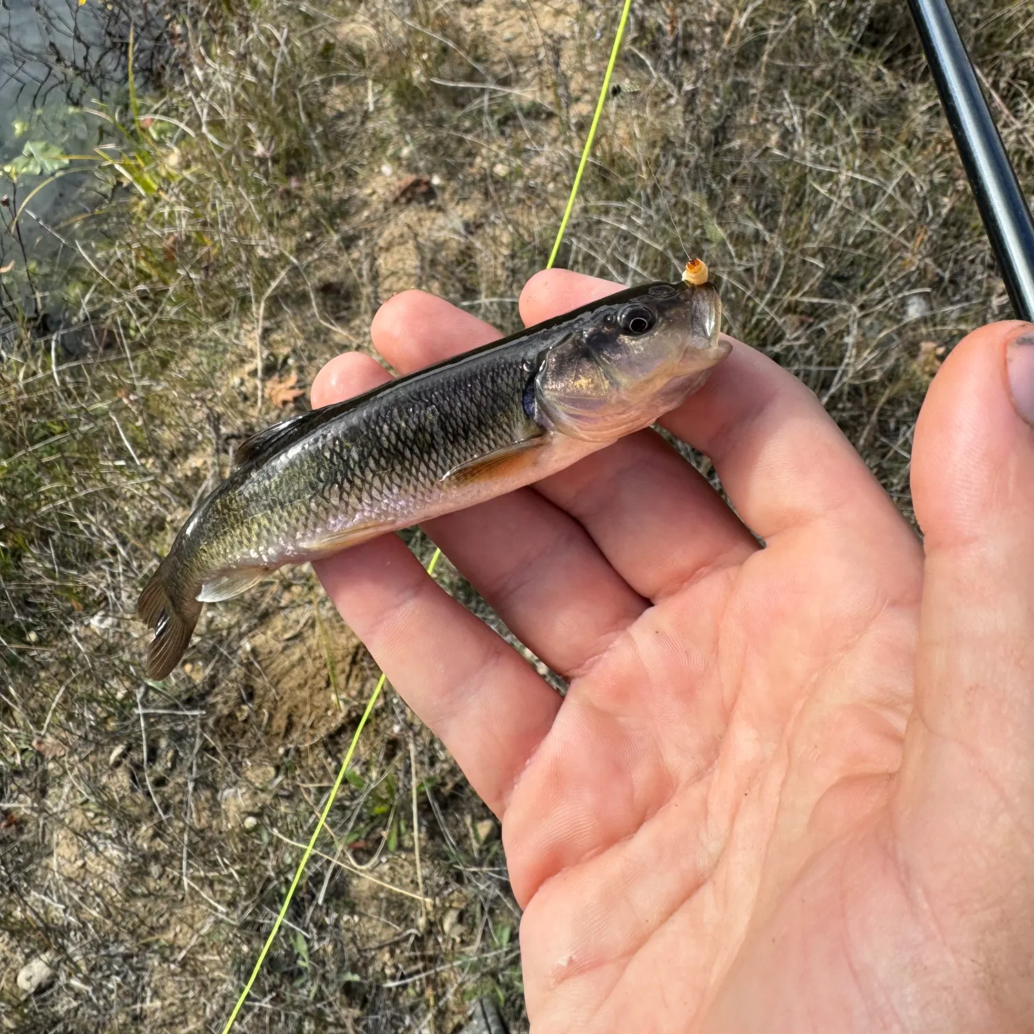 The most recent Creek chub catches on Fishbrain