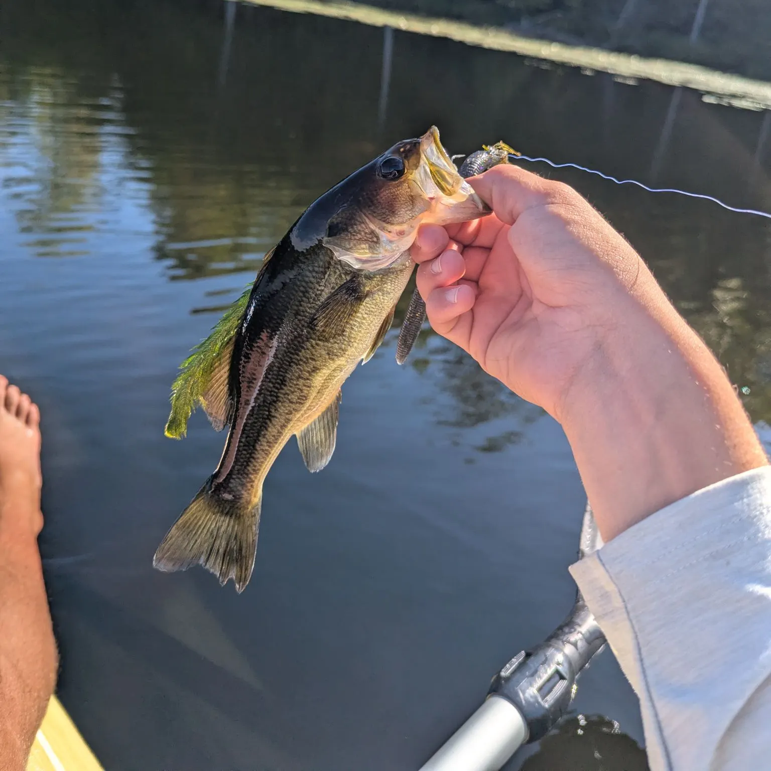 Largemouth bass caught on Fishbrain