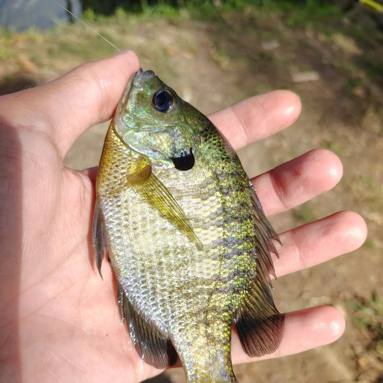 Bluegill caught on Fishbrain