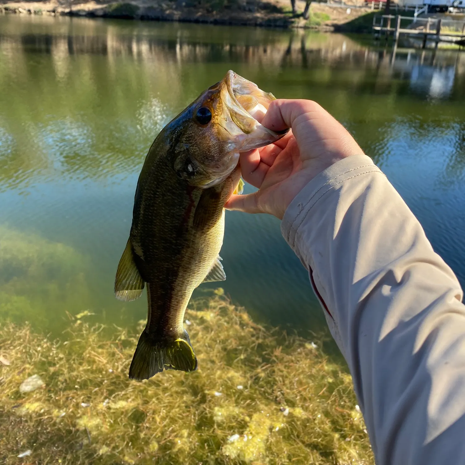 Largemouth bass caught on Fishbrain