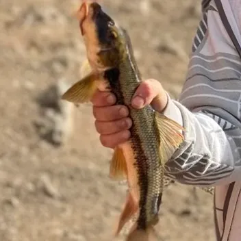 The most recent White sucker catches on Fishbrain