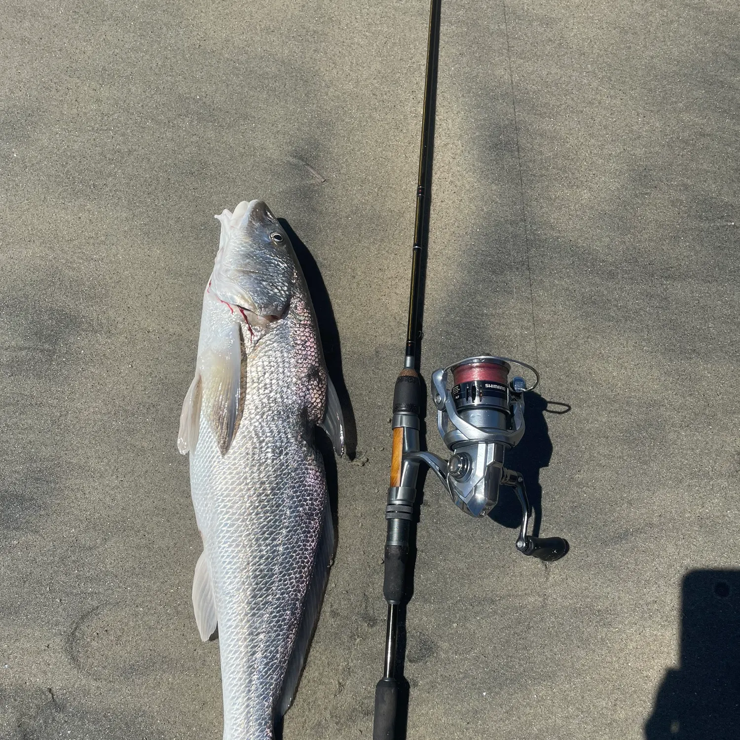 The most recent California corbina catches on Fishbrain