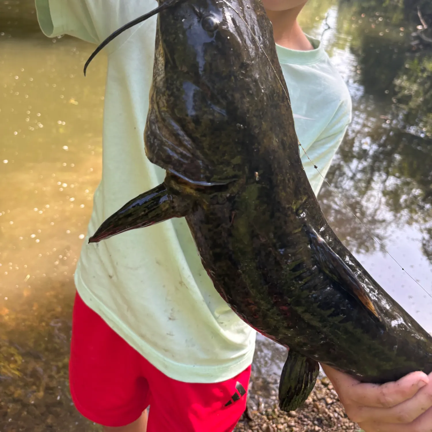 Flathead catfish caught on Fishbrain