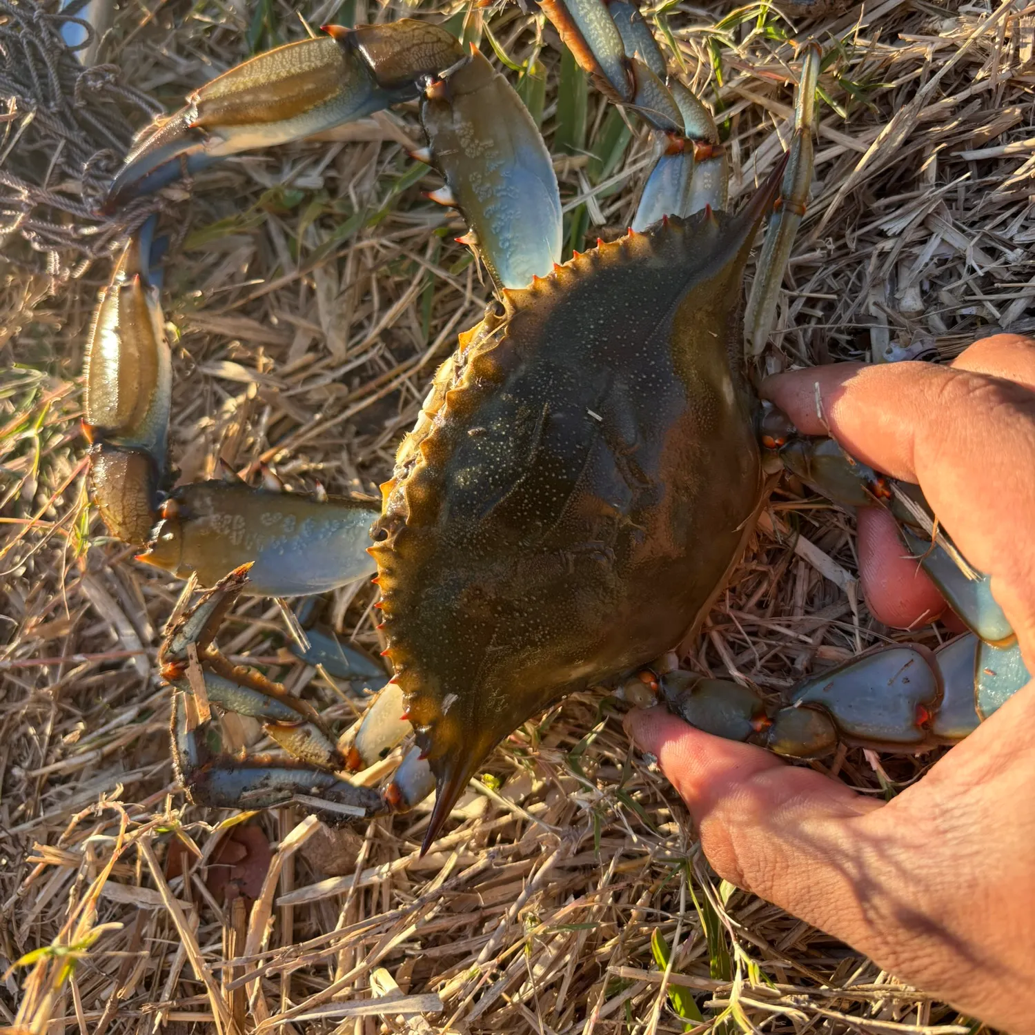 The most recent Blue crab catches on Fishbrain