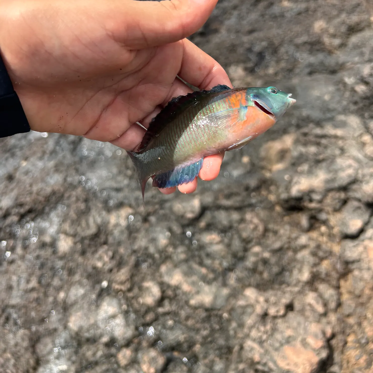 The most recent Saddle wrasse catches on Fishbrain