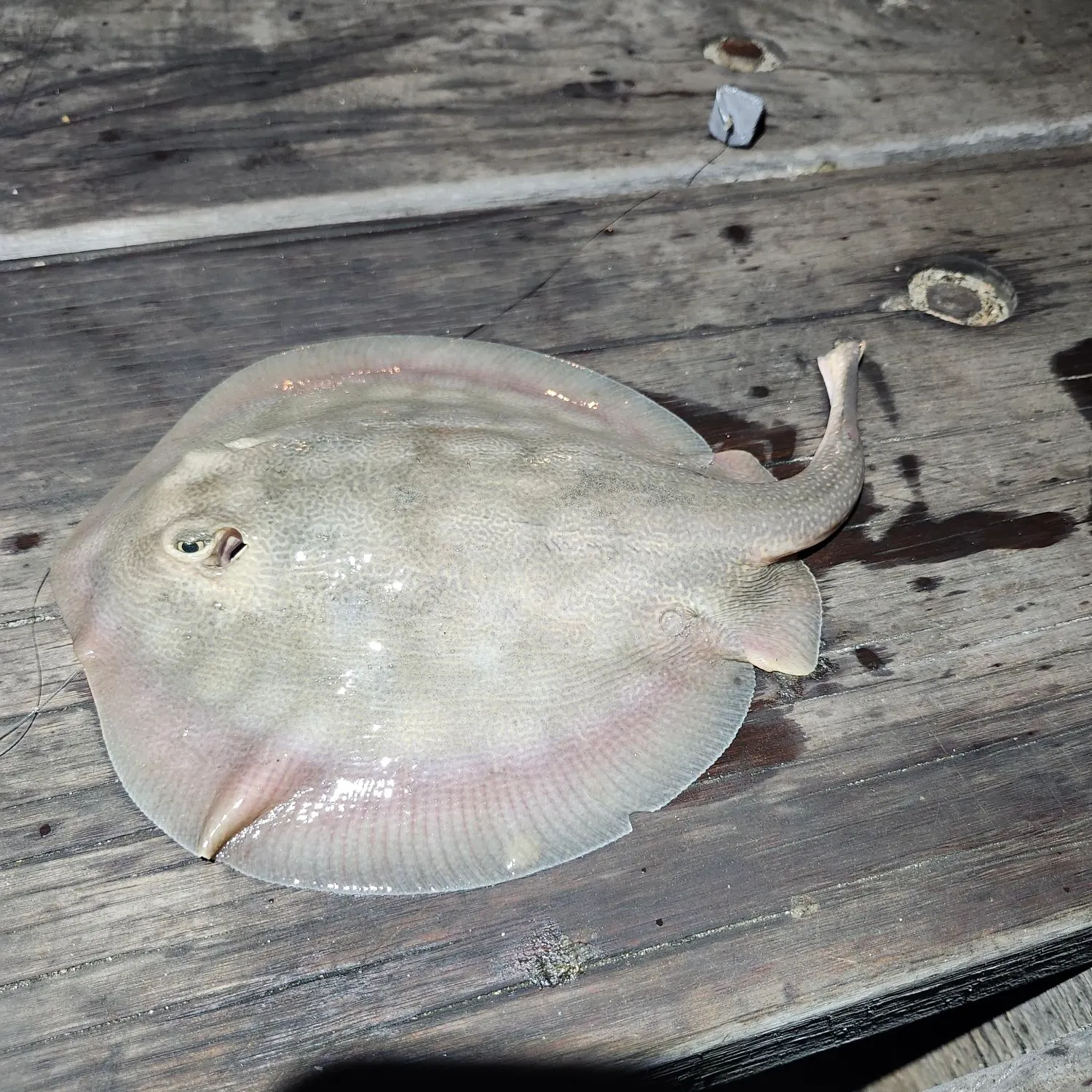 The most recent Haller's round ray catches on Fishbrain