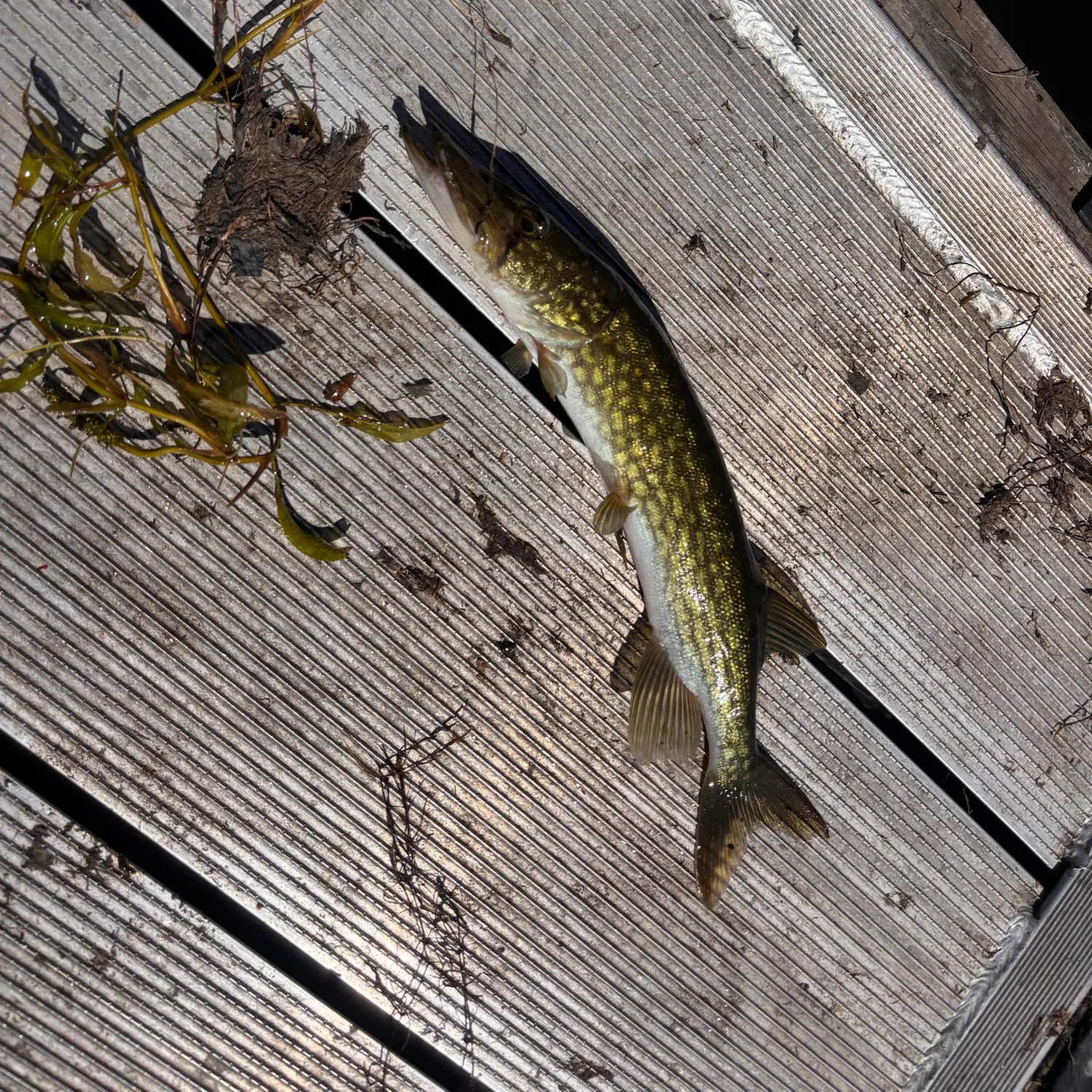 Chain pickerel caught on Fishbrain
