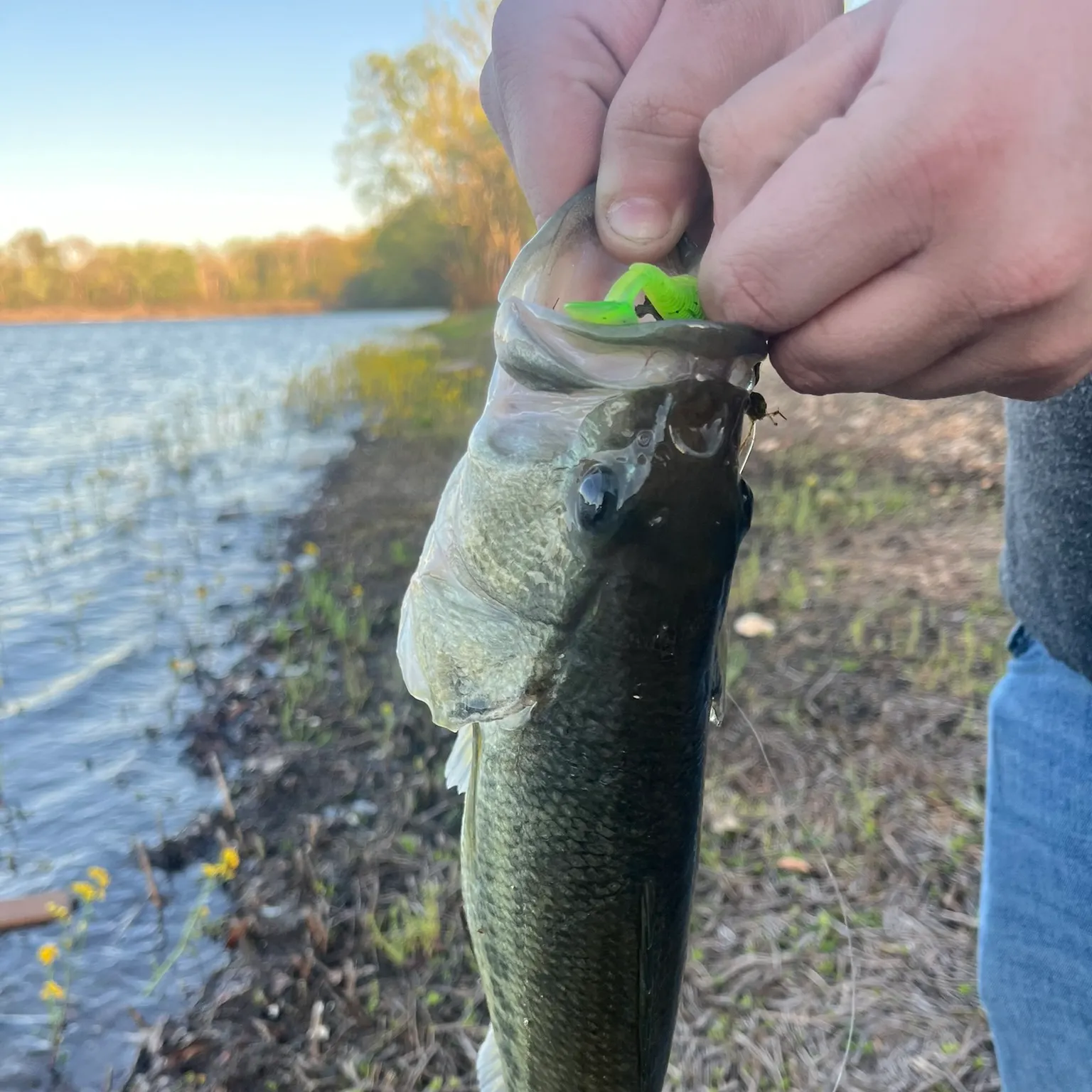 Largemouth bass caught on Fishbrain