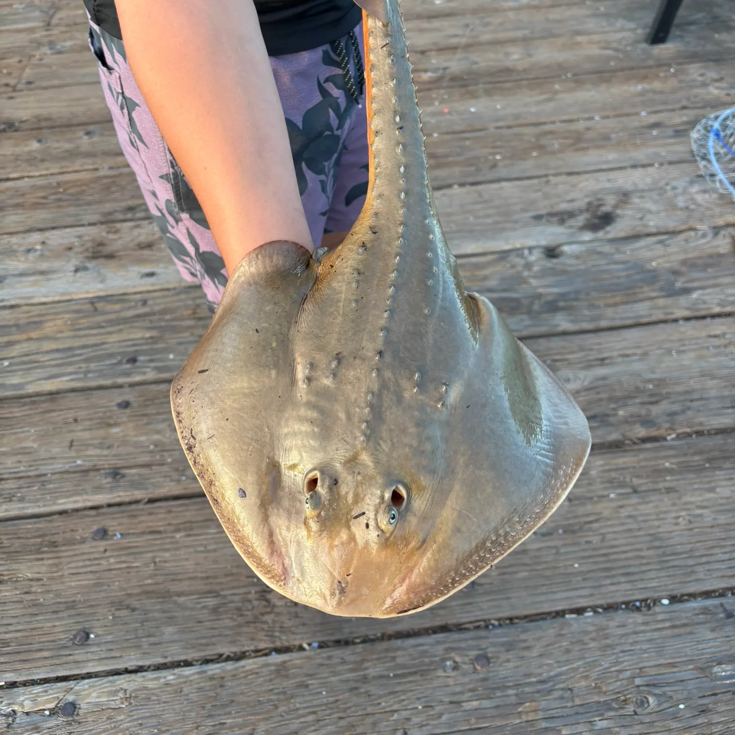 The most recent Thornback ray catches on Fishbrain