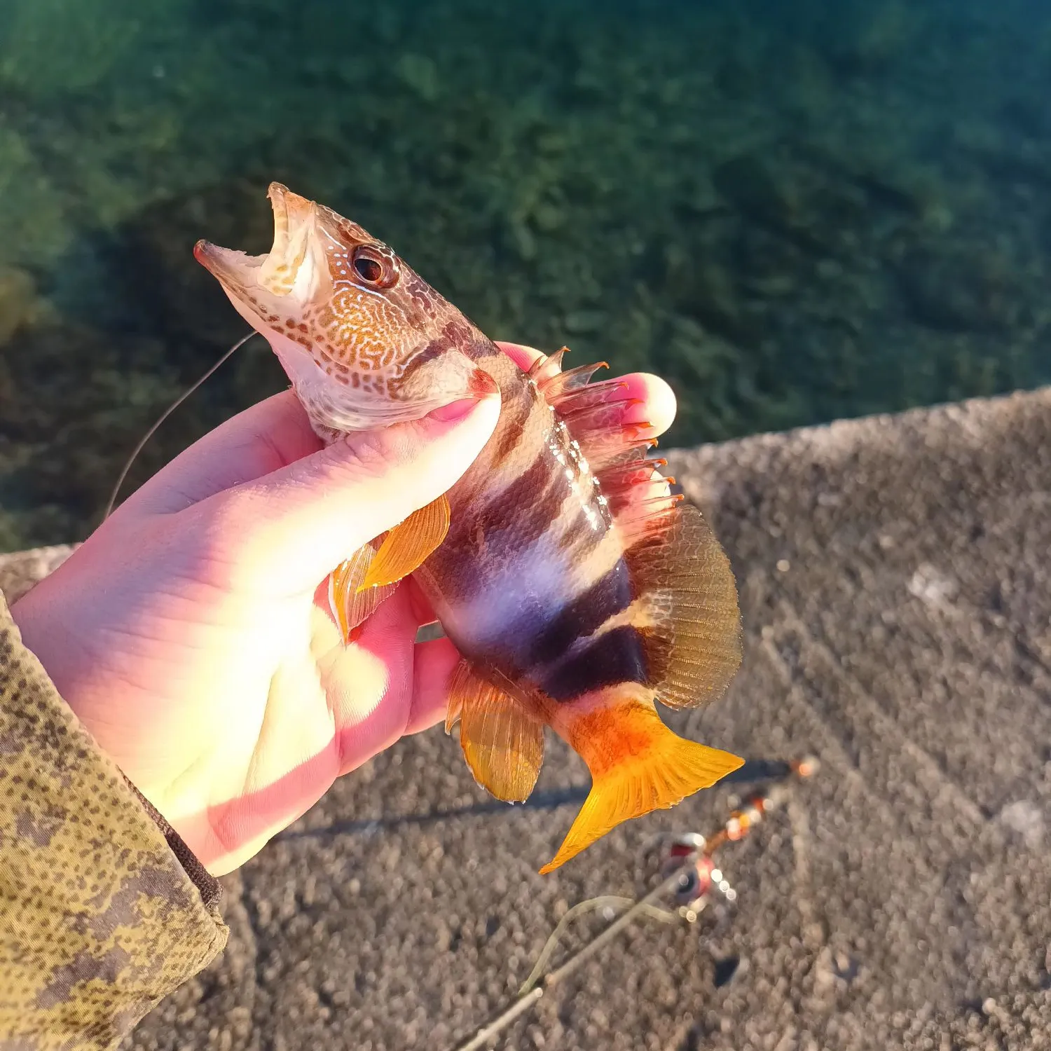 The most recent Painted comber catches on Fishbrain