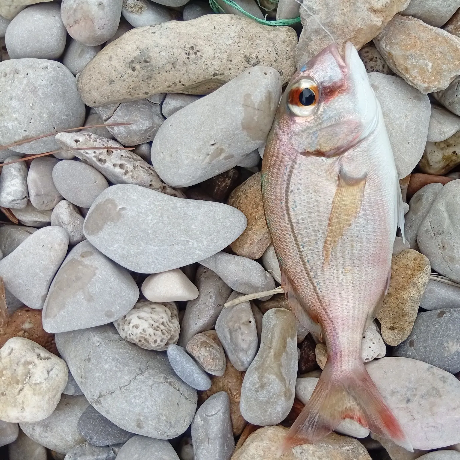 The most recent Red seabream catches on Fishbrain