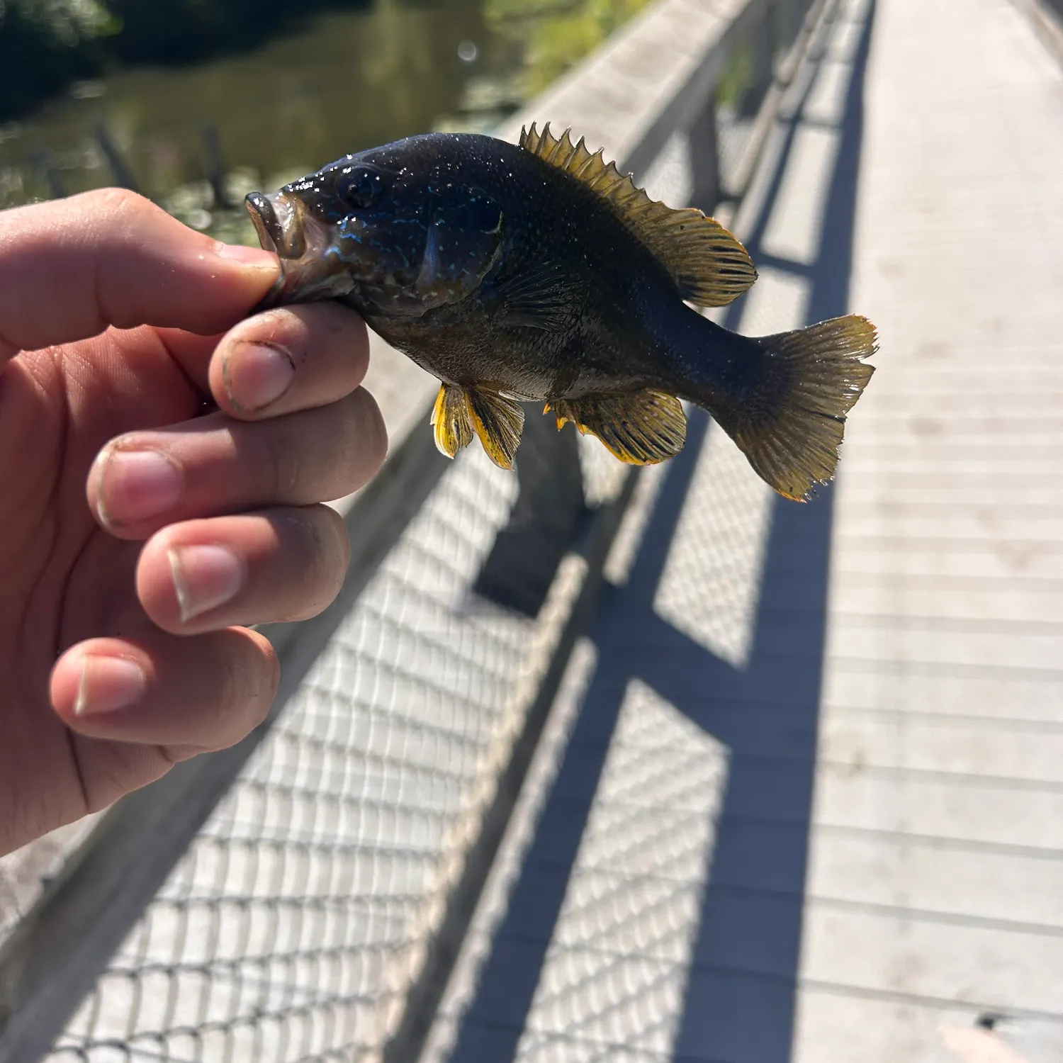 Green sunfish caught on Fishbrain
