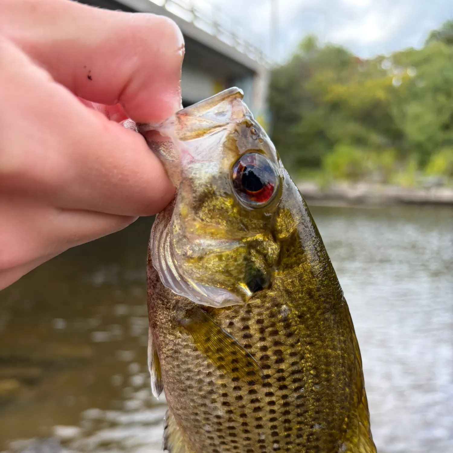 Rock bass caught on Fishbrain