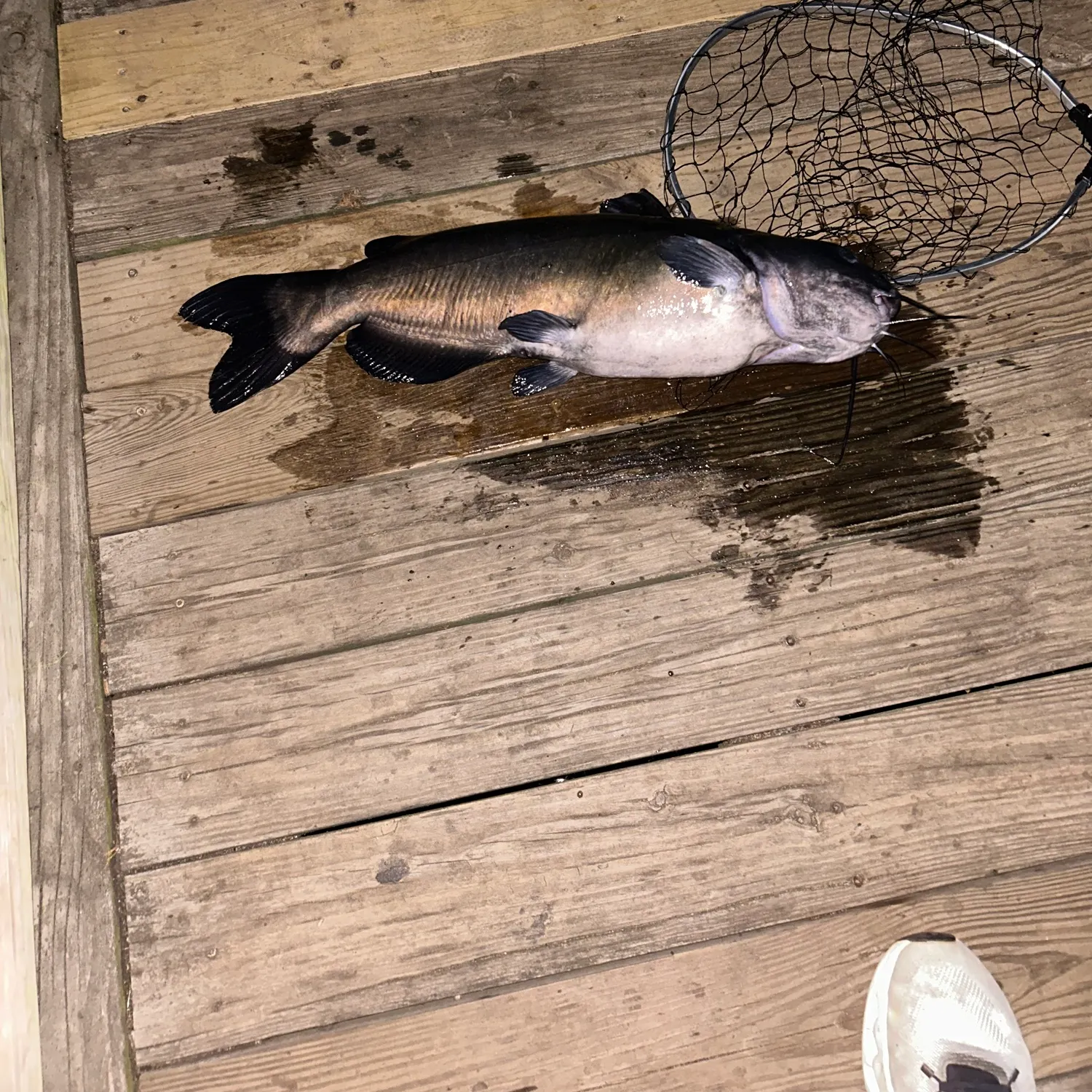 Channel catfish caught on Fishbrain