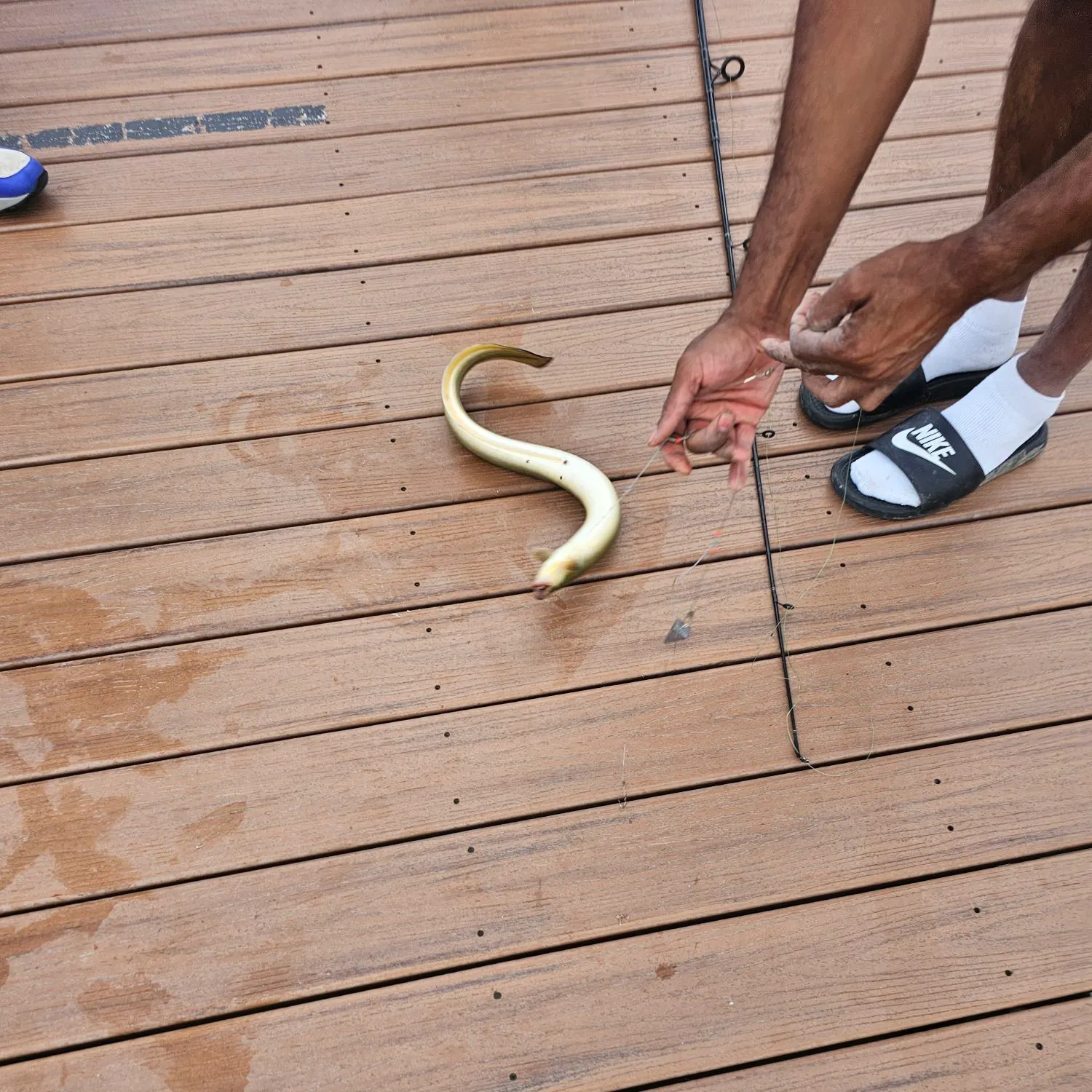 American eel caught on Fishbrain